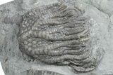 Fossil Crinoid Plate (Two Species) - Crawfordsville, Indiana #358063-1